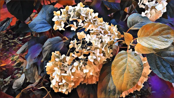 Bir yaz sabahı bahçedeki yağmur damlalarında ortanca çiçeği