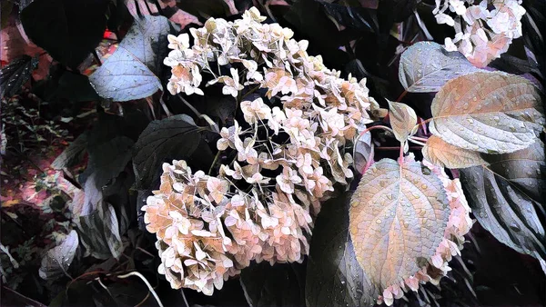 Ortanca çiçeği bir yaz gecesinde bahçede yağmur damlalarında