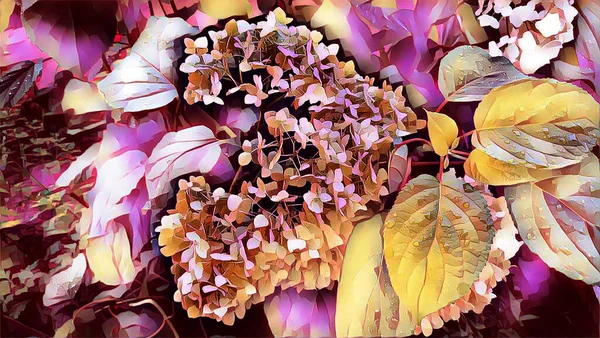 Ορτανσία Λουλούδι Ένα Καλοκαιρινό Πρωινό Σταγόνες Βροχής Στον Κήπο — Φωτογραφία Αρχείου