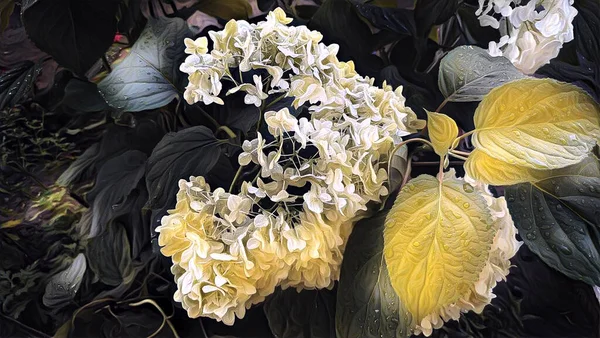 Hortensia Fleur Par Une Nuit Été Dans Les Gouttes Pluie — Photo