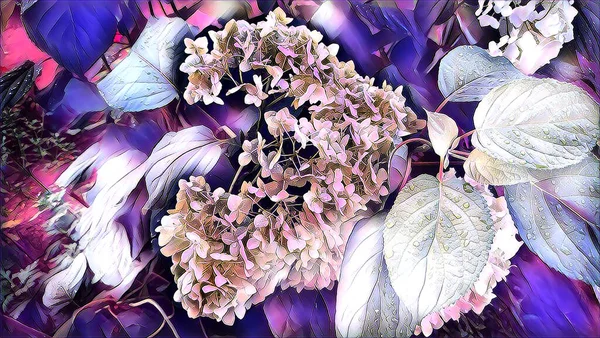 Hydrangea Flower Summer Morning Raindrops Garden — Fotografia de Stock