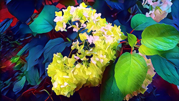 Hortensienblüte Einem Sommermorgen Regentropfen Garten — Stockfoto