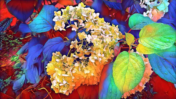 Hydrangea Blomma Sommarmorgon Regndroppar Trädgården — Stockfoto