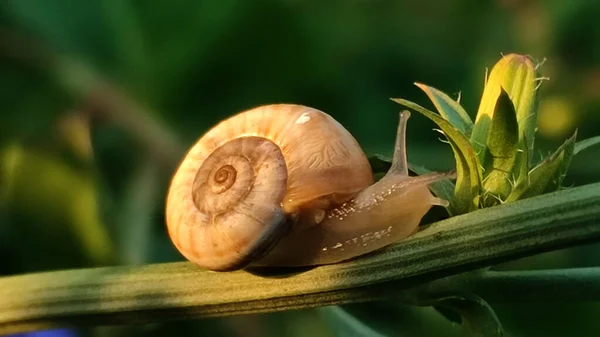 草原で初夏の朝の小さなカタツムリ — ストック写真