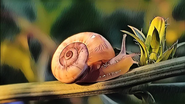 Liten Snigel Början Sommaren Morgon Ängen — Stockfoto