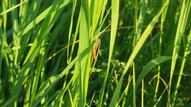Çekirge yazın çayırdaki yeşil çimlerin üzerinde oturuyor.