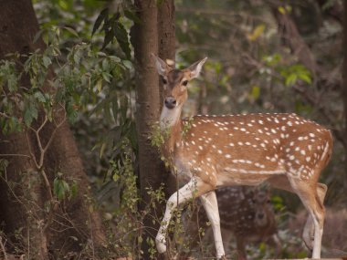 Benekli Geyik, Chital, Cheetal Geyik