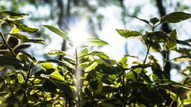 Sunbeam bush ağaç treetop aracılığıyla.