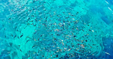 Beautiful view of colorful ornamental sea fish, Pahawang Beach, Lampung, Indonesia
