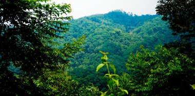 Tropikal yağmur ormanları tepeleri, Batı Cava, Endonezya