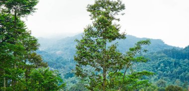 Tropikal yağmur ormanları tepeleri, Batı Cava, Endonezya