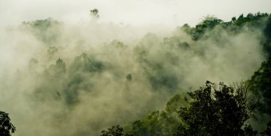 Yumuşak sisli, lebak, Endonezya 'lı tropikal yağmur ormanı manzarası