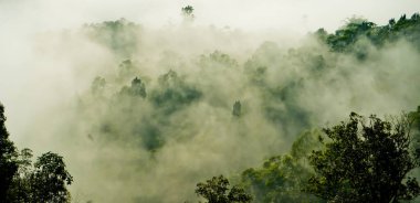 Yumuşak sisli, lebak, Endonezya 'lı tropikal yağmur ormanı manzarası