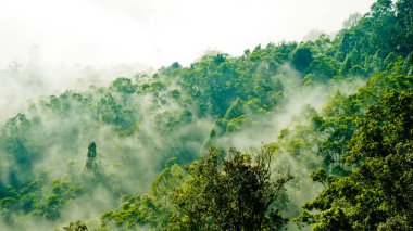 Yumuşak sisli, lebak, Endonezya 'lı tropikal yağmur ormanı manzarası