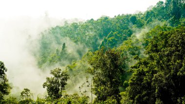 Yumuşak sisli, lebak, Endonezya 'lı tropikal yağmur ormanı manzarası