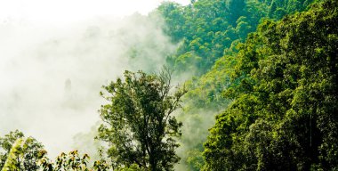 Yumuşak sisli, lebak, Endonezya 'lı tropikal yağmur ormanı manzarası