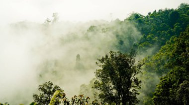 Yumuşak sisli, lebak, Endonezya 'lı tropikal yağmur ormanı manzarası