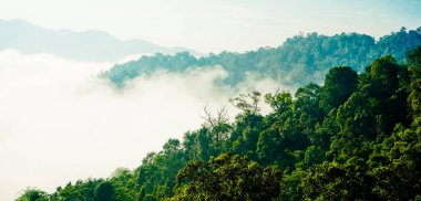 Yumuşak sisli, lebak, Endonezya 'lı tropikal yağmur ormanı manzarası