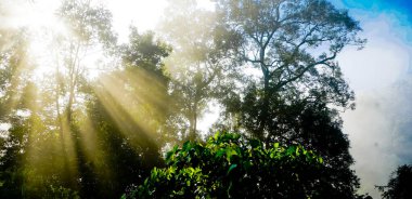 Yumuşak sisli, lebak, Endonezya 'lı tropikal yağmur ormanı manzarası