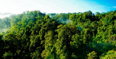 Yumuşak sisli, lebak, Endonezya 'lı tropikal yağmur ormanı manzarası