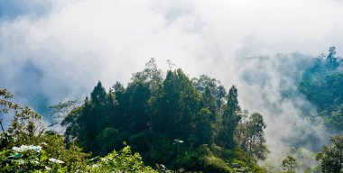 Yumuşak sisli, lebak, Endonezya 'lı tropikal yağmur ormanı manzarası