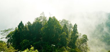 Yumuşak sisli, lebak, Endonezya 'lı tropikal yağmur ormanı manzarası