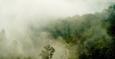 Yumuşak sisli, lebak, Endonezya 'lı tropikal yağmur ormanı manzarası