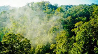 Yumuşak sisli, lebak, Endonezya 'lı tropikal yağmur ormanı manzarası