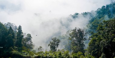 Yumuşak sisli, lebak, Endonezya 'lı tropikal yağmur ormanı manzarası