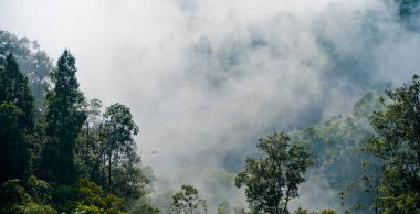 Yumuşak sisli, lebak, Endonezya 'lı tropikal yağmur ormanı manzarası