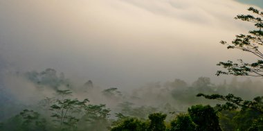 Yumuşak sisli, lebak, Endonezya 'lı tropikal yağmur ormanı manzarası