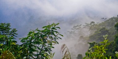 Yumuşak sisli, lebak, Endonezya 'lı tropikal yağmur ormanı manzarası