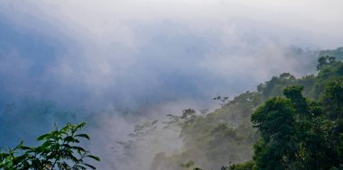 Yumuşak sisli, lebak, Endonezya 'lı tropikal yağmur ormanı manzarası
