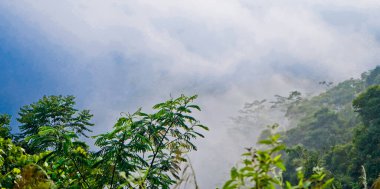 Yumuşak sisli, lebak, Endonezya 'lı tropikal yağmur ormanı manzarası