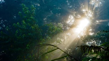 Endonezya, ağaçların arasından parlayan güneşin güzel manzarası