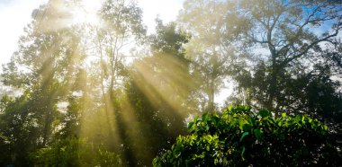 Endonezya, ağaçların arasından parlayan güneşin güzel manzarası