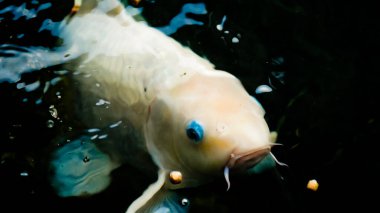 Göldeki renkli koi balığının güzel manzarası