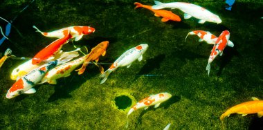 Göldeki renkli koi balığının güzel manzarası