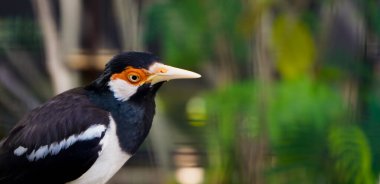 Bir ağaca konmuş bir sığırcığın yakın plan fotoğrafı.