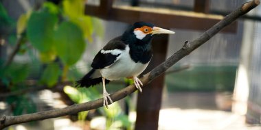 Bir ağaca konmuş bir sığırcığın yakın plan fotoğrafı.