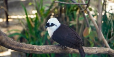 Bir ağaca tünemiş poksay kuşunun yakın çekim fotoğrafı.