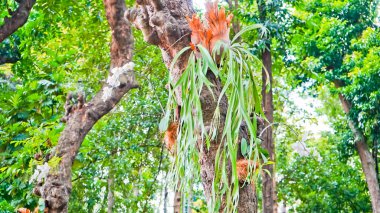 Ağaçta yetişen bir staghorn eğreltiotunun (Platycerium bifurcatum) güzel bir fotoğrafı..
