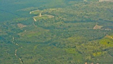 Palmiye yağı manzarasının gökyüzünden görüntüsü, Jambi, Endonezya