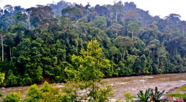 güzel nehir manzarası ve tropikal yağmur ormanları