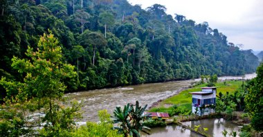güzel nehir manzarası ve tropikal yağmur ormanları