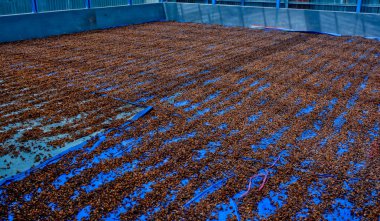 Kurutma işlemi sırasında kahve çekirdeklerinin yakın plan fotoğrafı.