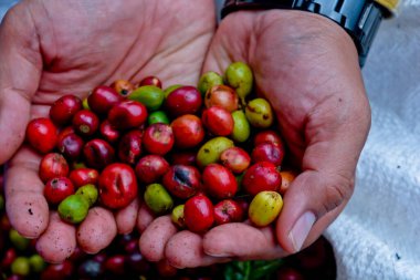 Taze kahve çekirdeklerinin yakın plan fotoğrafı.