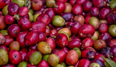 Taze kahve çekirdeklerinin yakın plan fotoğrafı.