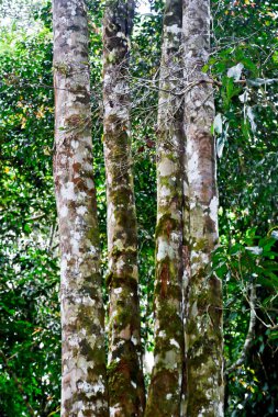 Tütsü ağacının yakın plan fotoğrafı. Tütsü ağacı tütsü reçinesi üretir. Tütsü ağacı Endonezya 'ya özgüdür. Frankense reçinesi mistik, tıbbi ve kozmetik amaçlar için kullanılır..