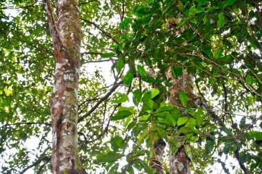 Tütsü ağacının yakın plan fotoğrafı. Tütsü ağacı tütsü reçinesi üretir. Tütsü ağacı Endonezya 'ya özgüdür. Frankense reçinesi mistik, tıbbi ve kozmetik amaçlar için kullanılır..